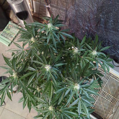 PowPow Nr.3 growlog timeline photo