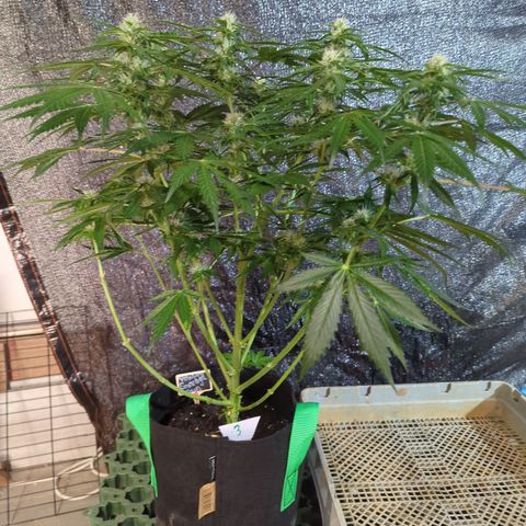 PowPow Nr.3 growlog timeline photo