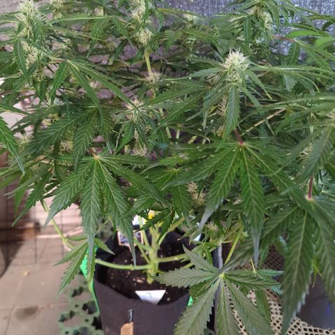 PowPow Nr.3 growlog timeline photo