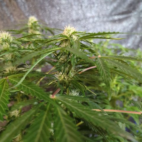 PowPow Nr.3 growlog timeline photo