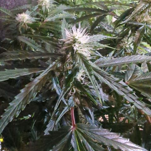 PowPow Nr.3 growlog timeline photo
