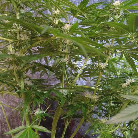 PowPow Nr.3 growlog timeline photo