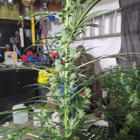 Smaragdgun Nr.2 growlog timeline photo