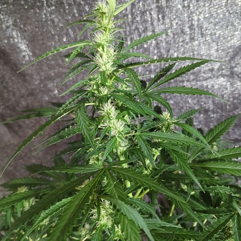 PowPow Smaragdgun Nr.1 growlog timeline photo