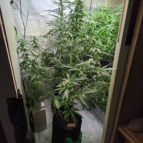 PowPow Smaragdgun Nr.1 growlog timeline photo