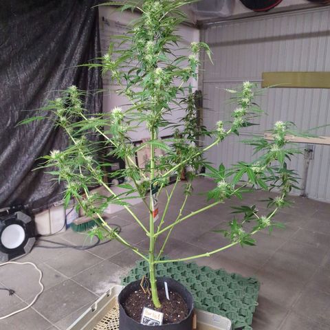 PowPow Smaragdgun Nr.1 growlog photo: Letzte Entlaubung