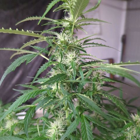 PowPow Smaragdgun Nr.1 growlog photo: Letzte Entlaubung