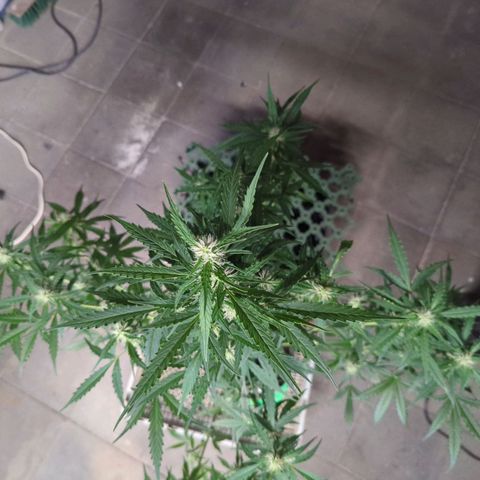 PowPow Smaragdgun Nr.1 growlog photo: Letzte Entlaubung