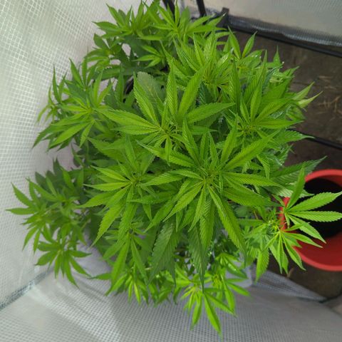 AK47 growlog photo: Neemölbehandlung zur Prophylaxe 