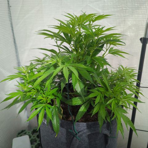 AK47 growlog photo: Neemölbehandlung zur Prophylaxe 