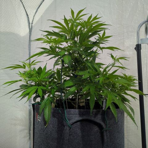 AK47 growlog photo: Neemölbehandlung zur Prophylaxe 