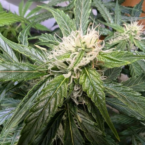 PowPow Nr.3 growlog timeline photo
