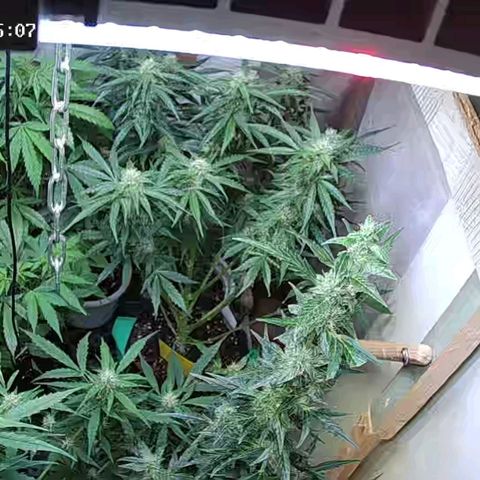 PowPow Nr.3 growlog timeline photo