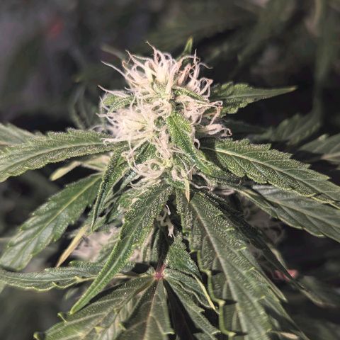 PowPow Nr.3 growlog timeline photo