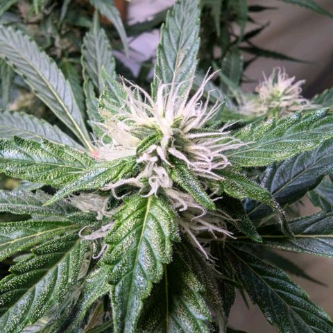 PowPow Nr.3 growlog timeline photo