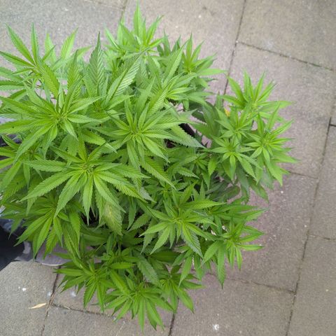 AK47 growlog timeline photo