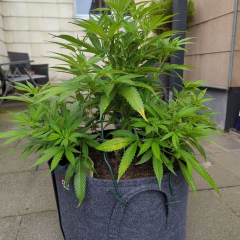 AK47 growlog timeline photo