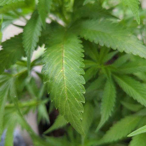 AK47 growlog timeline photo