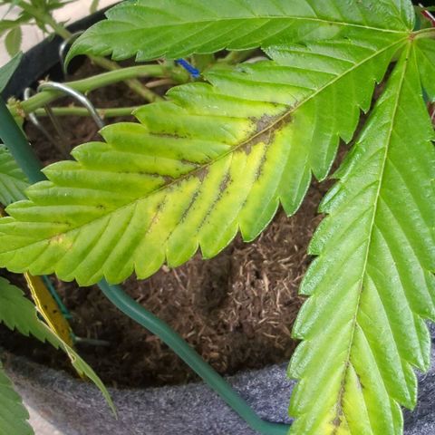 AK47 growlog timeline photo