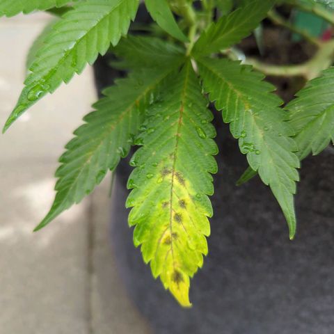 AK47 growlog timeline photo