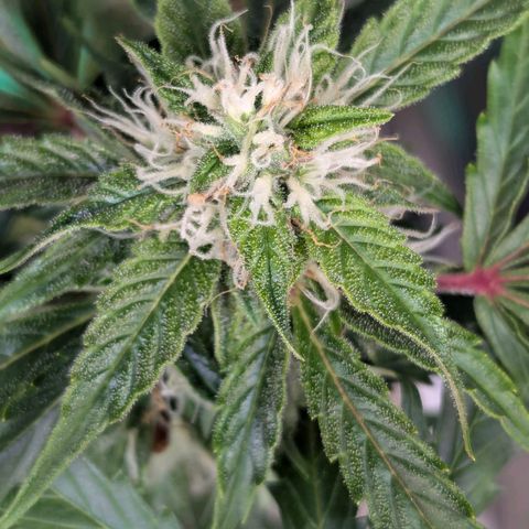 PowPow Nr.3 growlog timeline photo
