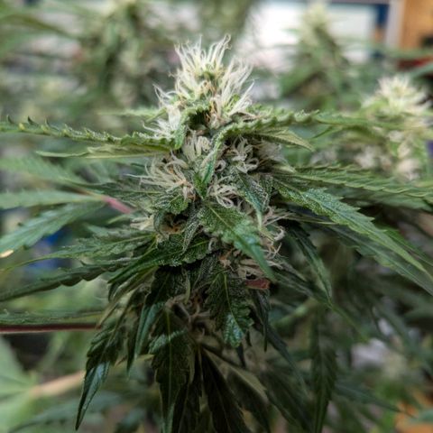 PowPow Nr.3 growlog timeline photo