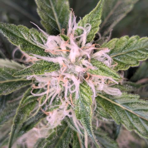 PowPow Nr.3 growlog timeline photo