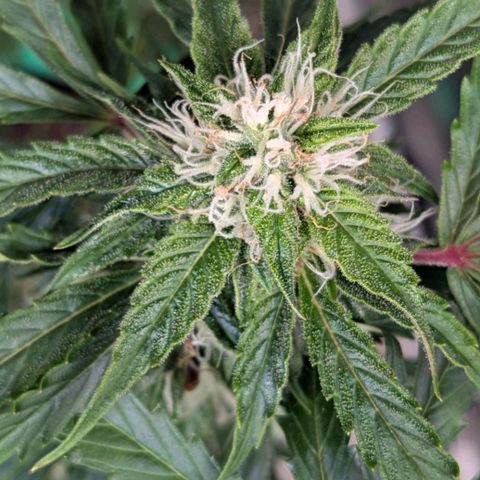 PowPow Nr.3 growlog timeline photo