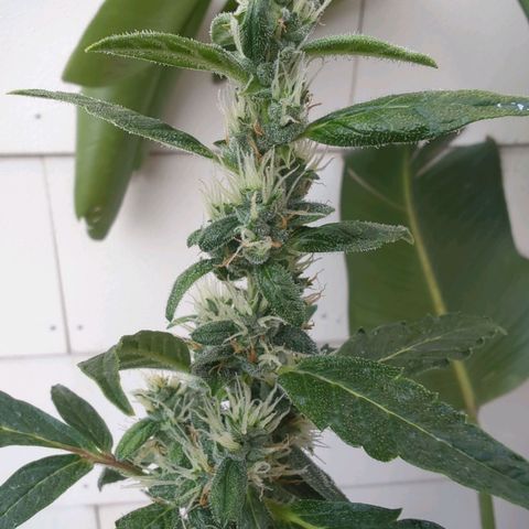 Smaragdgun Nr.2 growlog photo: Direkt nach der 5:1 Wasser-Frischmilch Sprühung 
