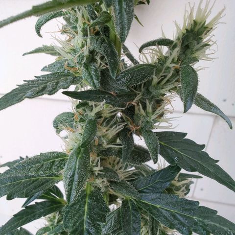 Smaragdgun Nr.2 growlog photo: Direkt nach der 5:1 Wasser-Frischmilch Sprühung 