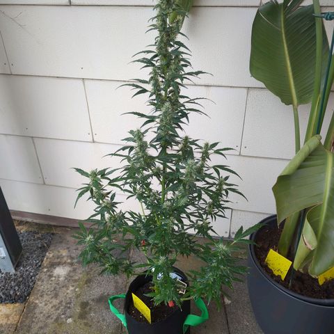 Smaragdgun Nr.2 growlog photo: Direkt nach der 5:1 Wasser-Frischmilch Sprühung 