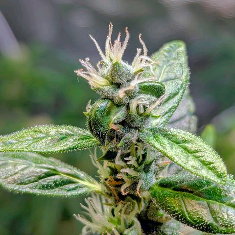 Smaragdgun Nr.2 growlog photo: Trichome durchgehend milchig 