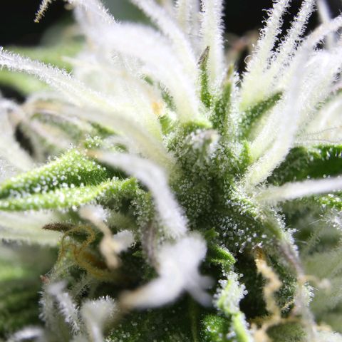 Smaragdgun Nr.2 growlog photo: Trichome durchgehend milchig 