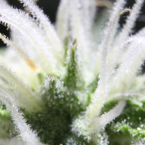 Smaragdgun Nr.2 growlog photo: Trichome durchgehend milchig 