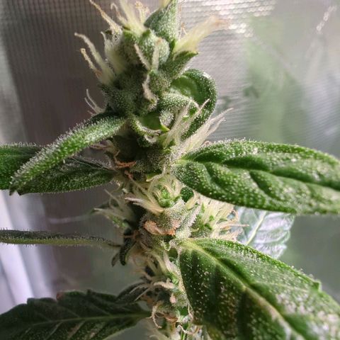 Smaragdgun Nr.2 growlog timeline photo