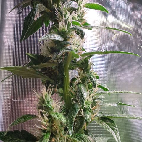 Smaragdgun Nr.2 growlog timeline photo