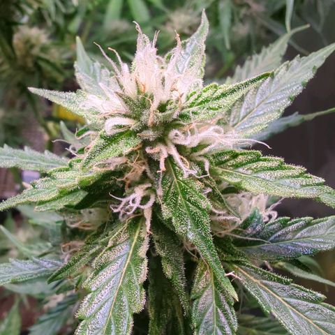 PowPow Nr.3 growlog timeline photo