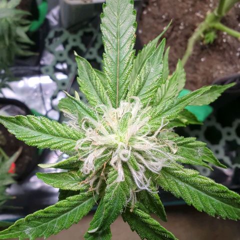 PowPow Nr.3 growlog timeline photo