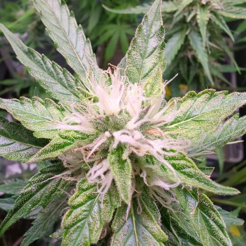 PowPow Nr.3 growlog timeline photo
