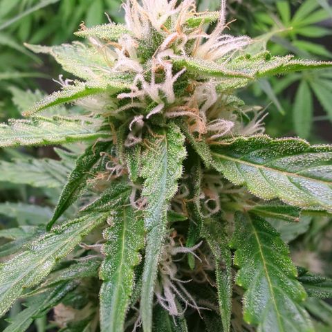 PowPow Nr.3 growlog timeline photo