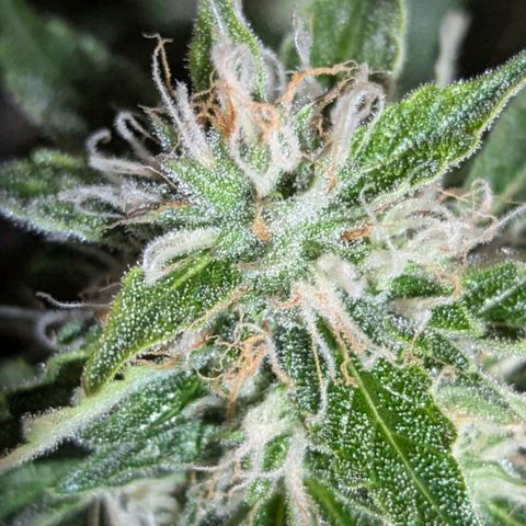 PowPow Nr.3 growlog photo: Gestern erstmals mit Overdrive gedüngt 