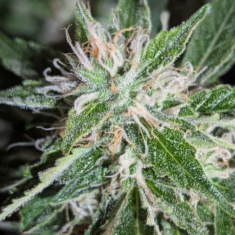 PowPow Nr.3 growlog photo: Gestern erstmals mit Overdrive gedüngt 
