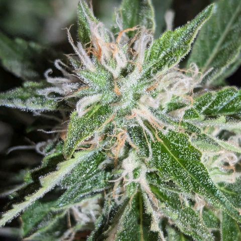 PowPow Nr.3 growlog photo: Gestern erstmals mit Overdrive gedüngt 