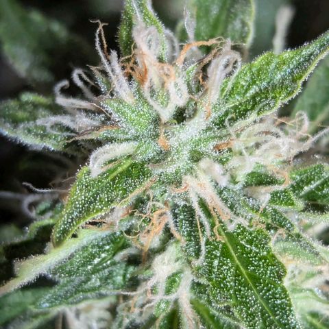 PowPow Nr.3 growlog photo: Gestern erstmals mit Overdrive gedüngt 