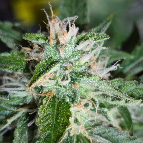 PowPow Nr.3 growlog photo: Gestern erstmals mit Overdrive gedüngt 