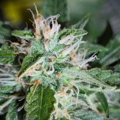 PowPow Nr.3 growlog photo: Gestern erstmals mit Overdrive gedüngt 