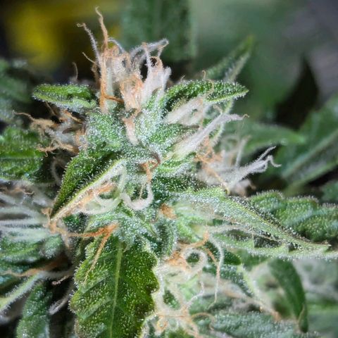PowPow Nr.3 growlog photo: Gestern erstmals mit Overdrive gedüngt 