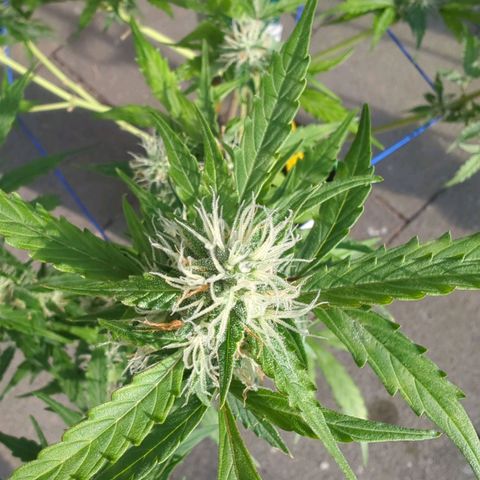 PowPow Smaragdgun Nr.1 growlog timeline photo
