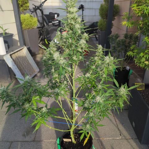 PowPow Smaragdgun Nr.1 growlog timeline photo
