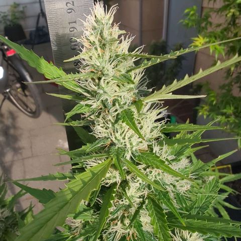 PowPow Smaragdgun Nr.1 growlog timeline photo